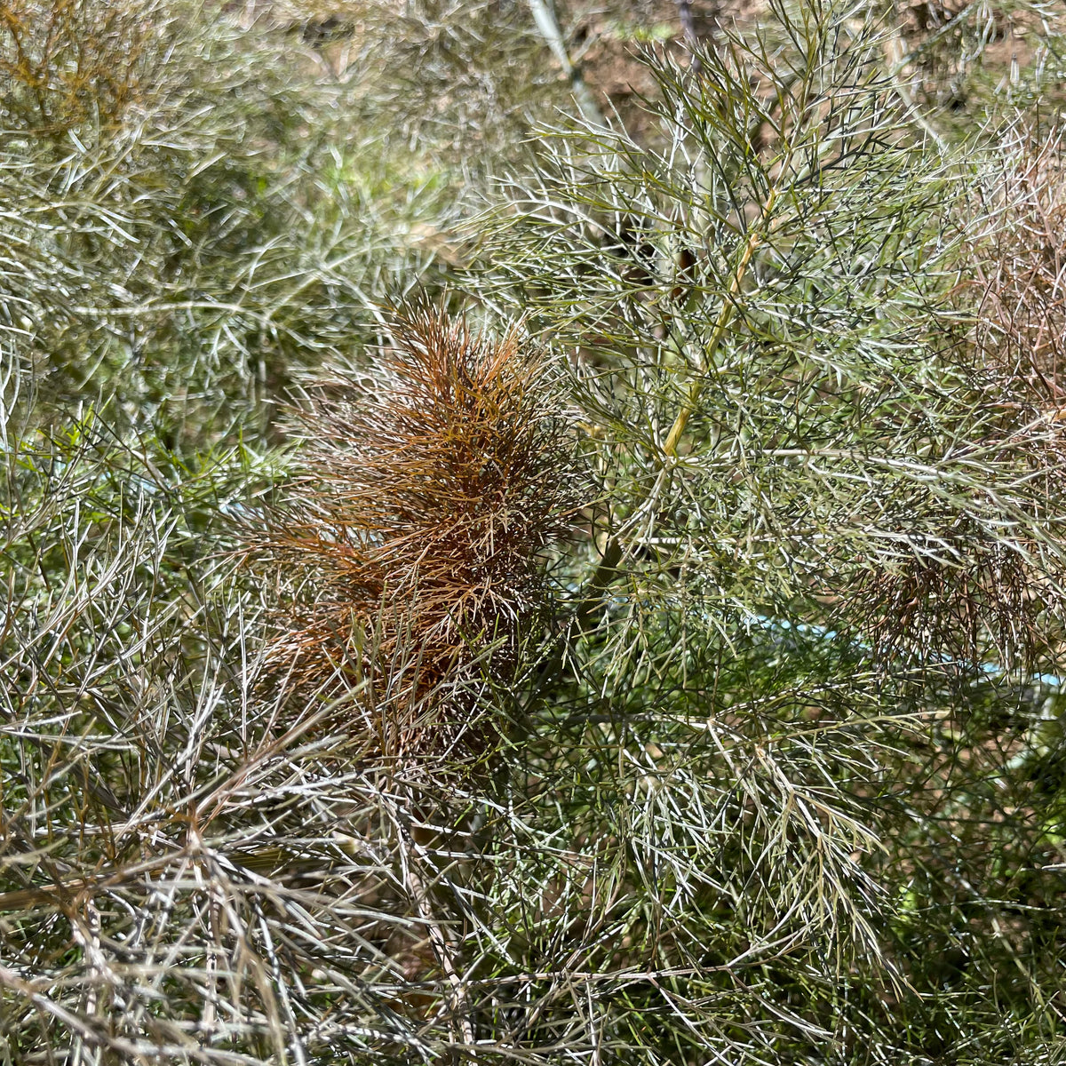 Fresh bronze fennel vegetable from Hudson Valley Seed Co., showing its bulb, fronds, and vibrant bronze color.