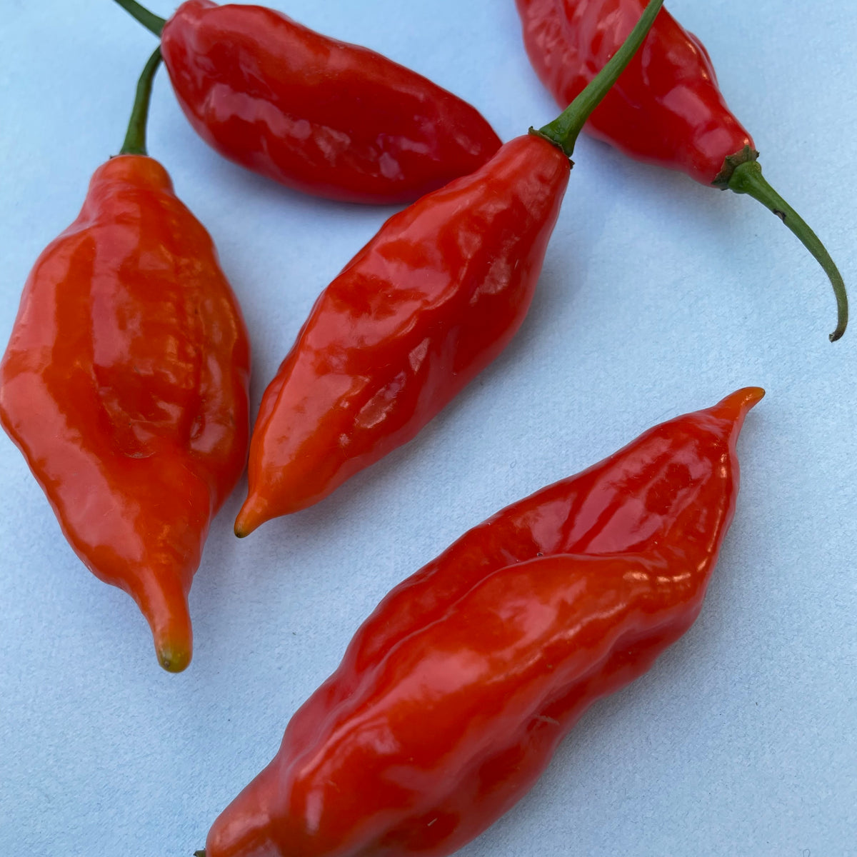 Fresh Maya Habanero vegetables from Hudson Valley Seed Co., showcasing bright orange peppers with green stems on a white background.