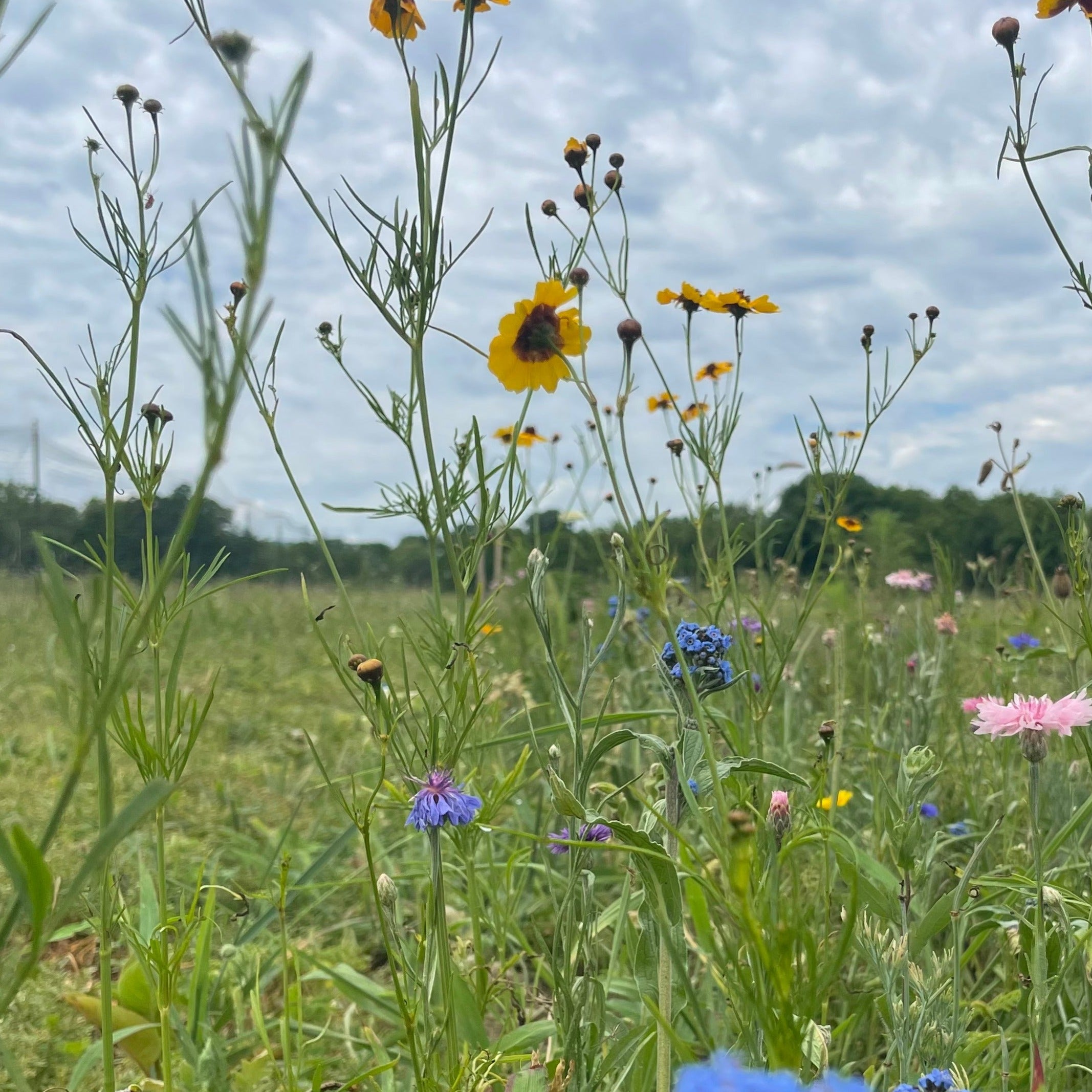 Bee Friendly Meadow Mix Seed Shaker