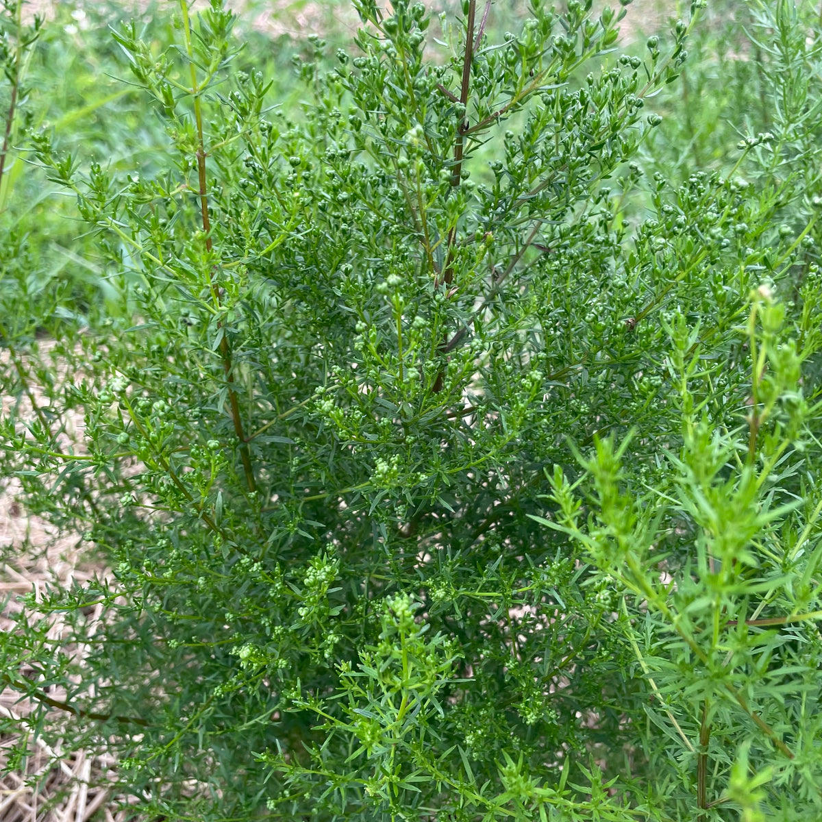 Healthy Sweet Annie Artemisia herb seedlings from Hudson Valley Seed Co. ready for planting in a garden.