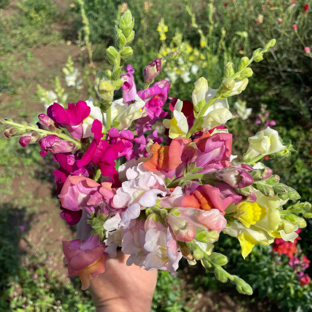Colorful Snapdragon Mix flowers from Hudson Valley Seed Co., showcasing vibrant blooms and mixed flower varieties.