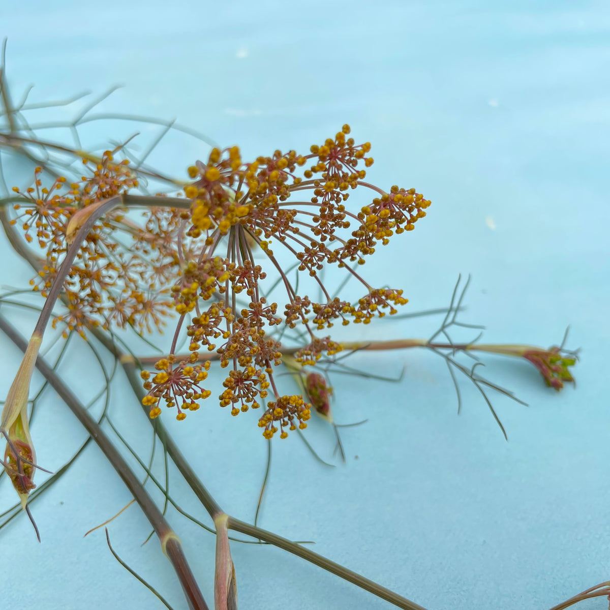 Fresh bronze fennel bulb with feathery fronds, organic vegetables from Hudson Valley Seed Co. displayed on a rustic surface.