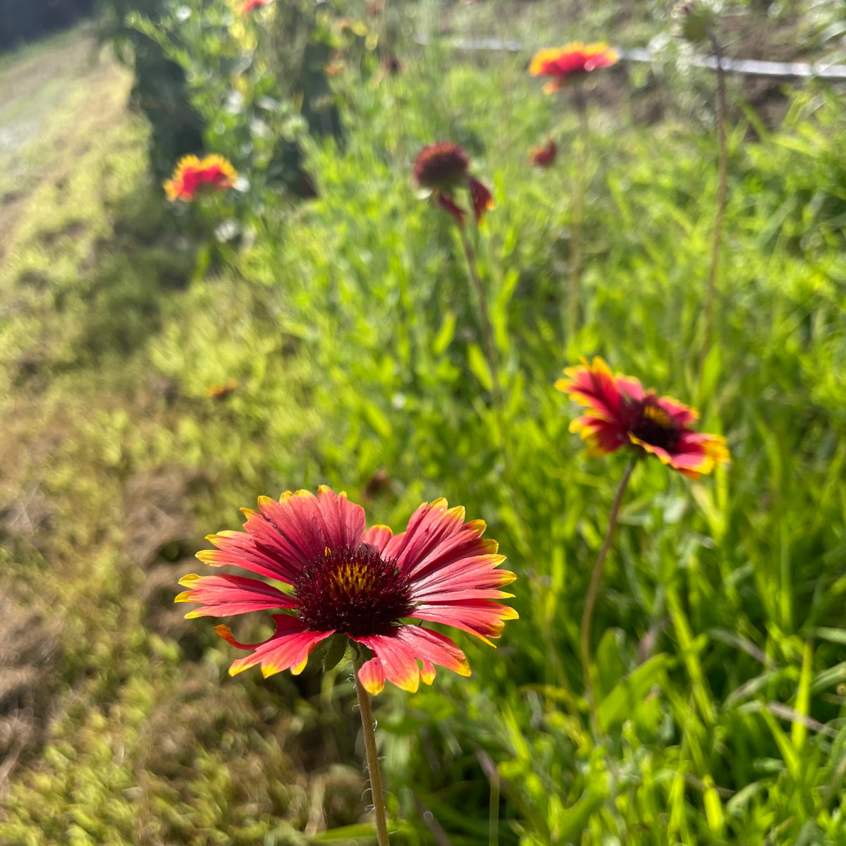 Indian Blanket with vibrant flower pattern by Hudson Valley Seed Co., showcasing colorful floral design on soft woven fabric.