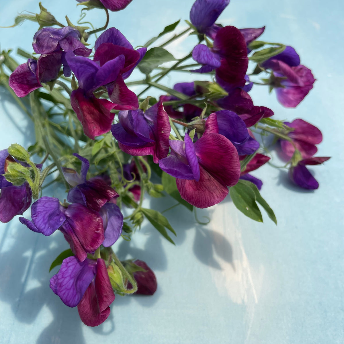 Bright Cupani&