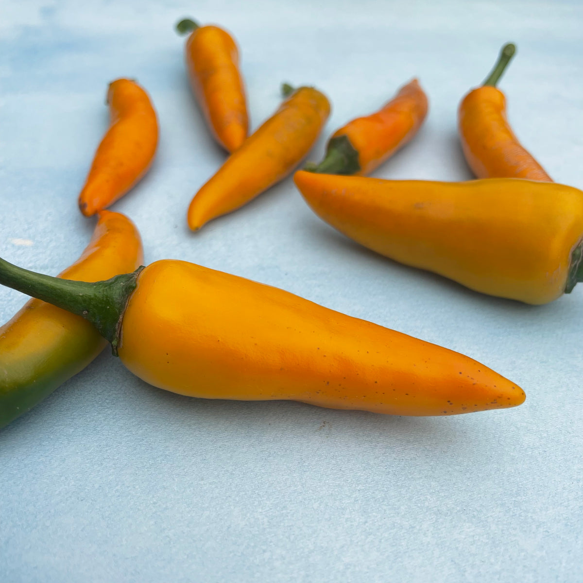 Bulgarian carrot chile pepper vegetable from Hudson Valley Seed Co., vibrant orange and red chili with green stems.