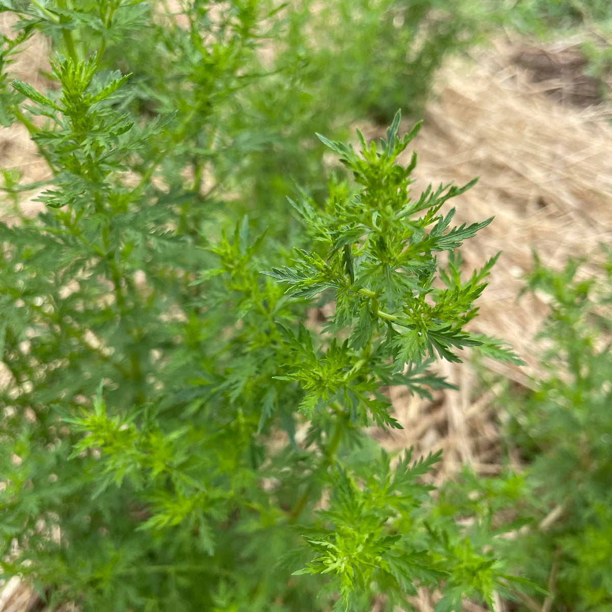 Fresh Sweet Annie Artemisia herb seedlings from Hudson Valley Seed Co. growing in small pots with green, leafy foliage.