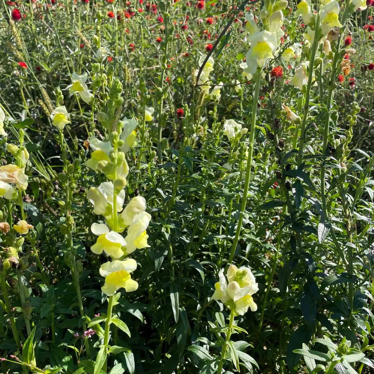 Colorful Snapdragon mix flower seeds from Hudson Valley Seed Co. displayed in a garden setting with vibrant blooms.