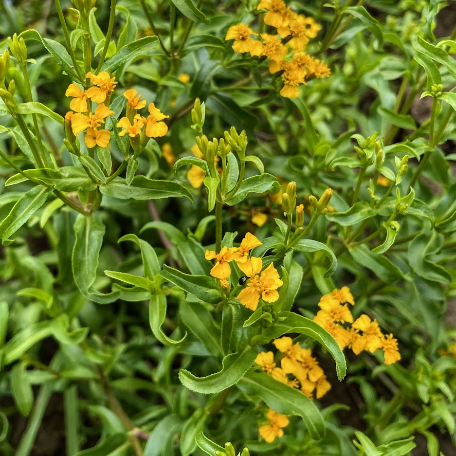 Fresh Mexican Mint Marigold herb plant from Hudson Valley Seed Co. with vibrant green leaves and delicate stems.