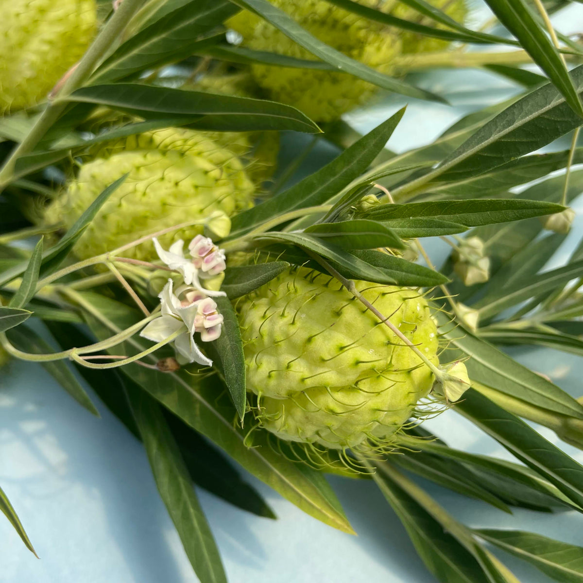 Close-up of Hairy Balls Milkweed (Gomphocarpus) flowers showing fuzzy seed pods with green and white hues.