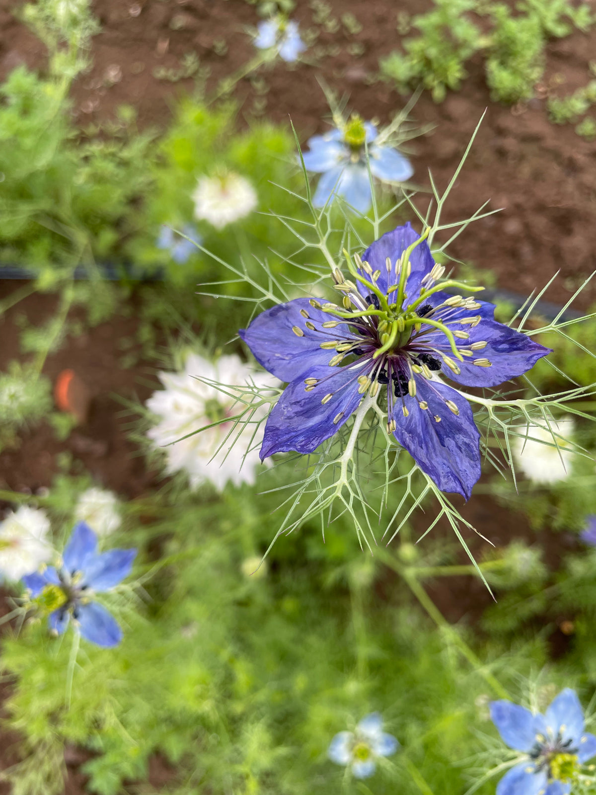 A vibrant bouquet of Love in a Mist flowers with delicate blue and purple blooms, from Hudson Valley Seed Co.
