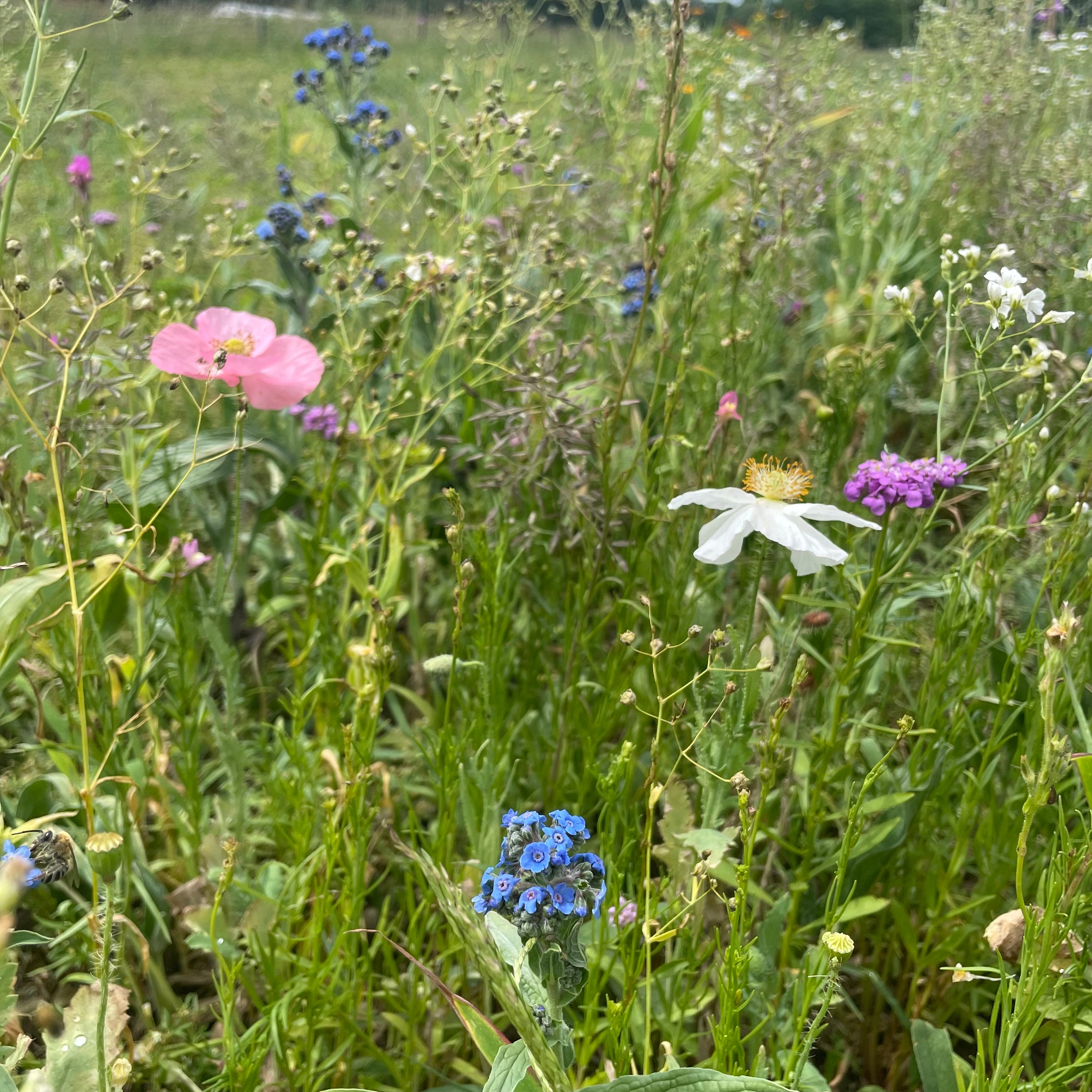 Shady Meadow Mix Seed Shaker