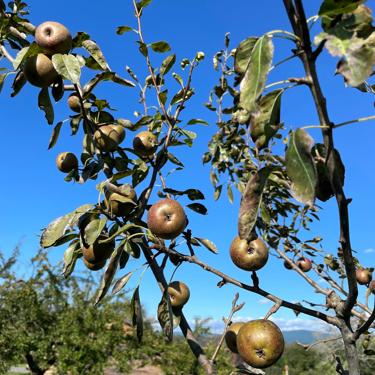 Seckel pear tree with lush green leaves and small pears, healthy and young, ready for planting or outdoor garden.