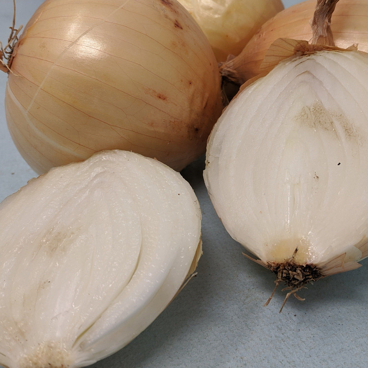 A close-up of a large Ailsa Craig onion from Hudson Valley Seed Co, showing its smooth, golden-brown skin.