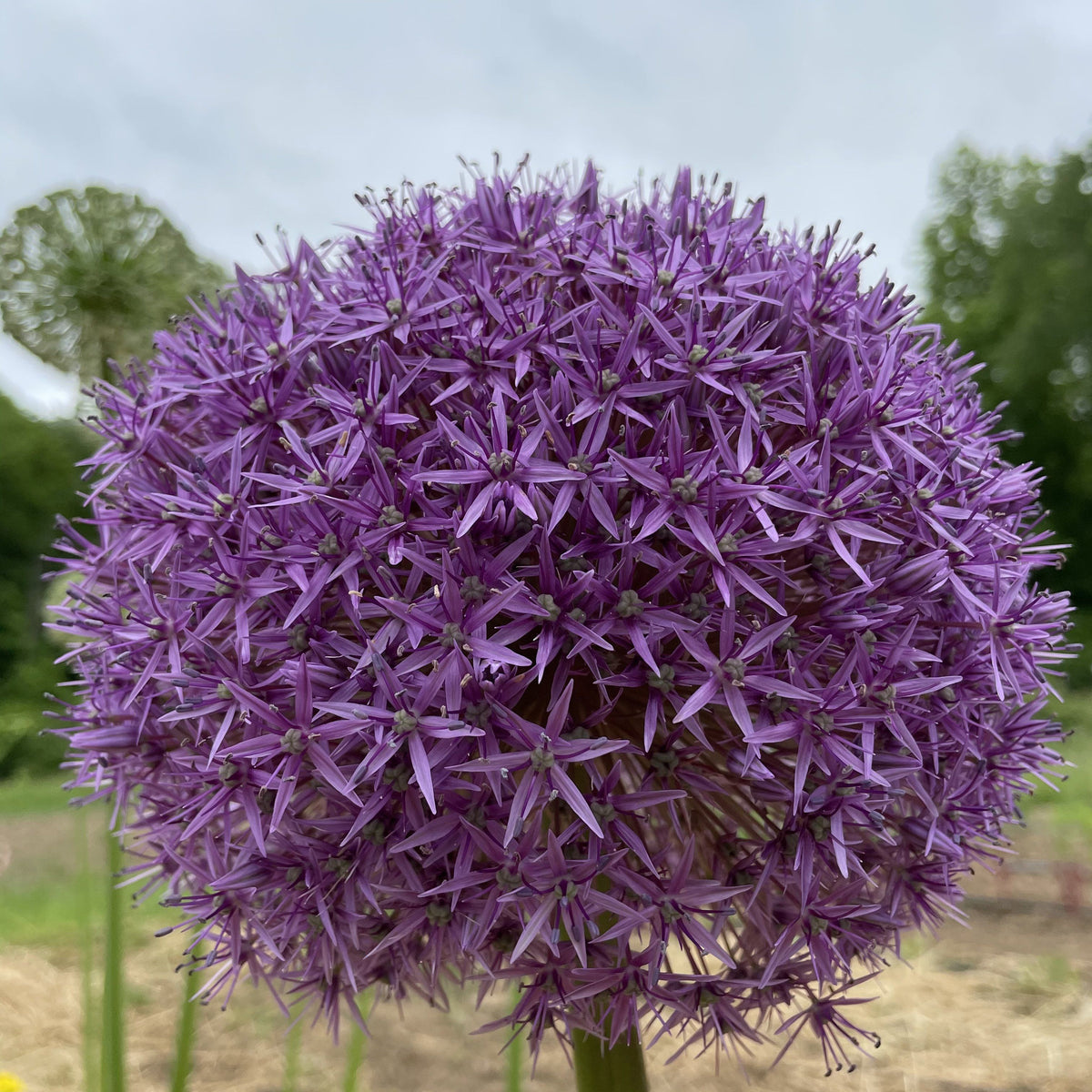 Bright purple Allium &