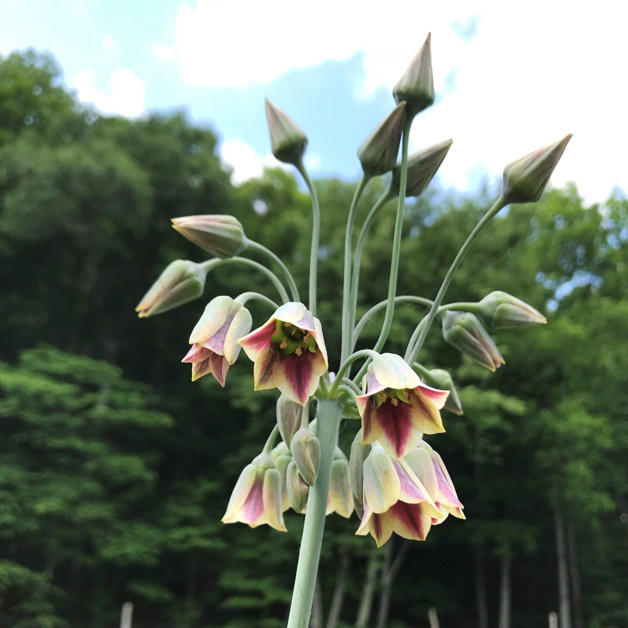 Allium "Sicilian Honey Lily" vendor-unknown