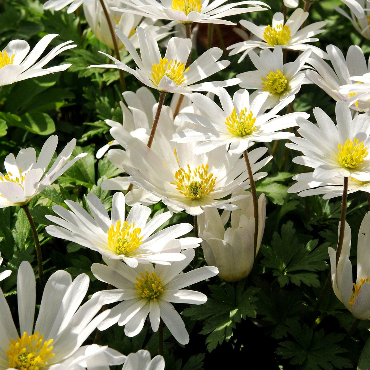 White Anemone blanda &