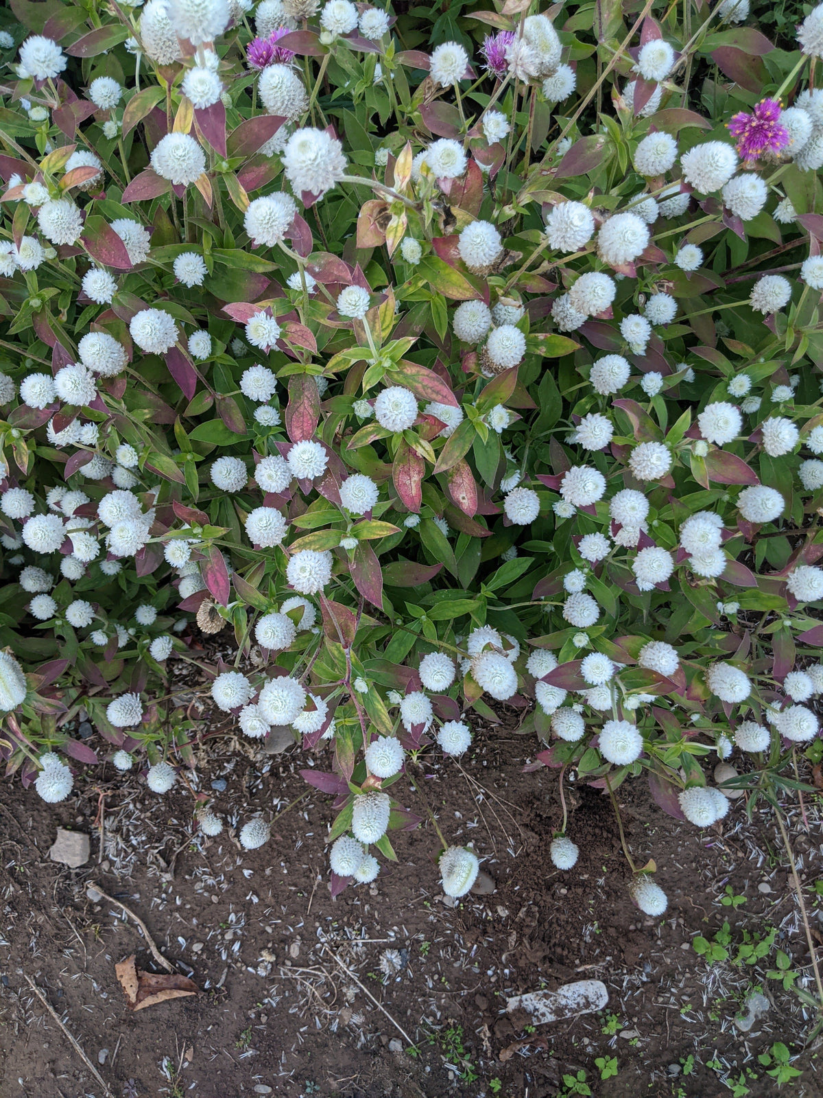 White Audray Gomphrena flower from Hudson Valley Seed Co., showing vibrant white blooms with green stems and foliage.