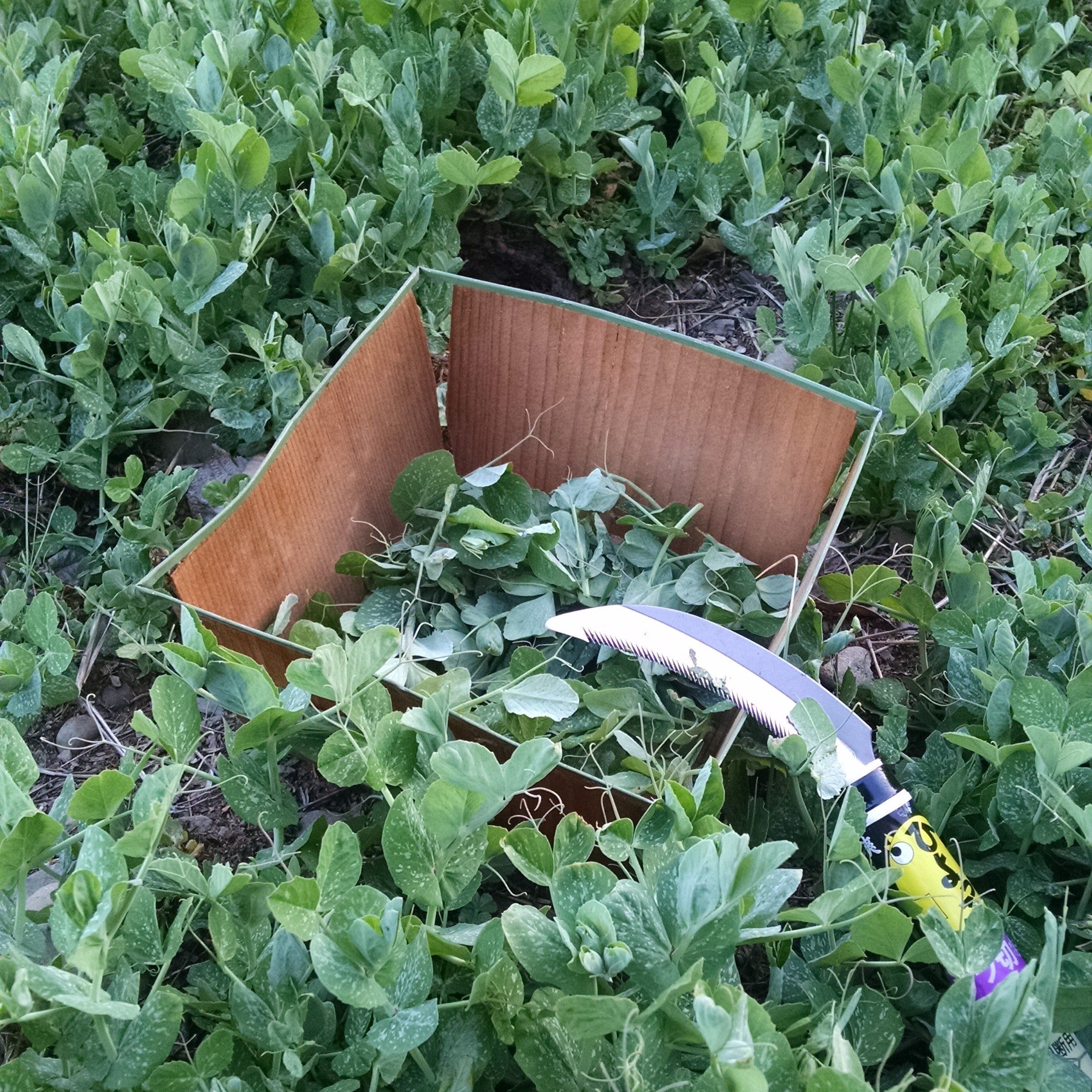 Austrian winter hardy field pea cover crop seeds by Hudson Valley Seed Co. shown in small black packaging with seeds visible inside.