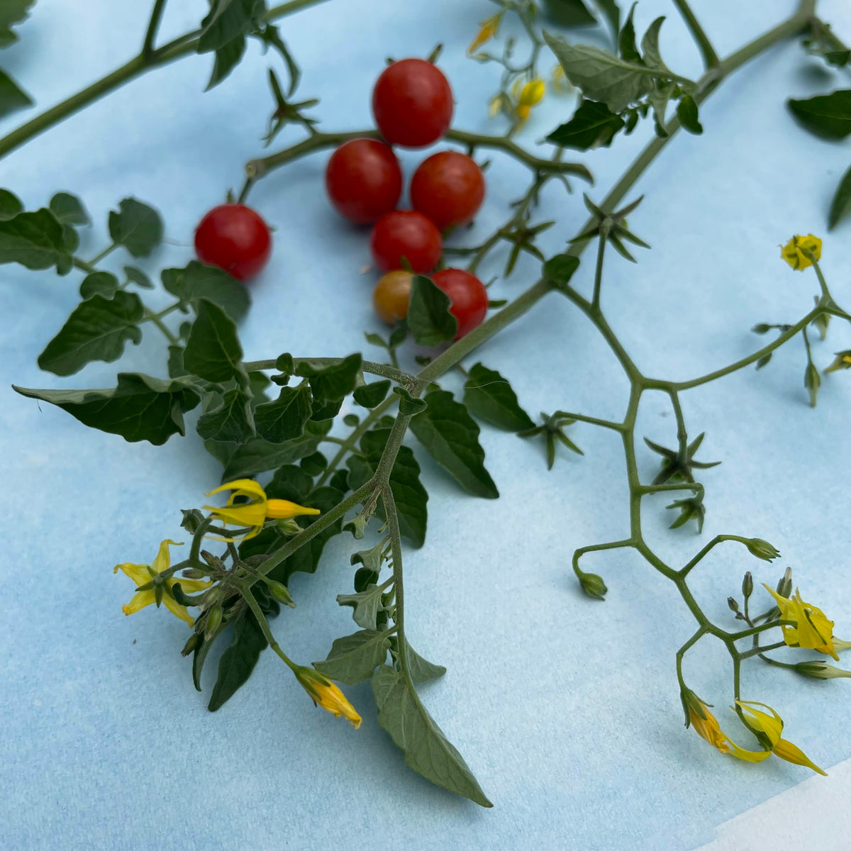 Fresh Sweet Pea Currant Tomatoes, vibrant red vegetables, shown in a close-up view with green stems.