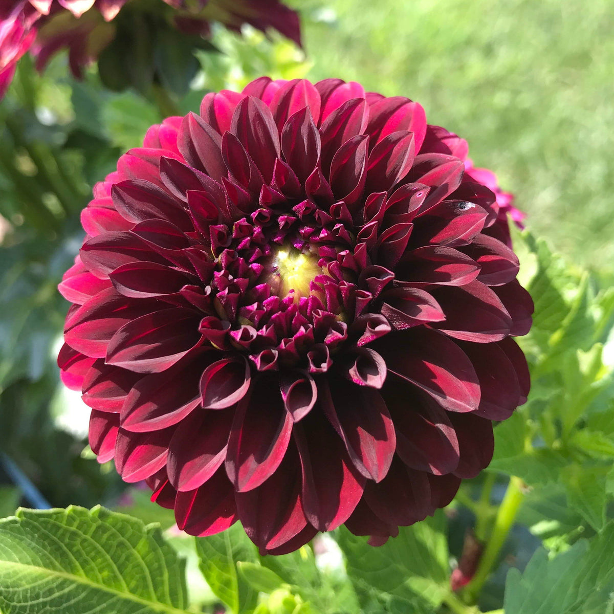Black satin dahlia tuber from Hudson Valley Seed Co., showing a close-up of the dark, glossy flower tuber with textured surface.