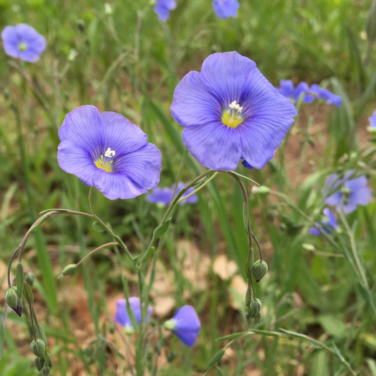 Blue flax flowers from Hudson Valley Seed Co. featuring slender blue stems and delicate seed heads on a natural background.