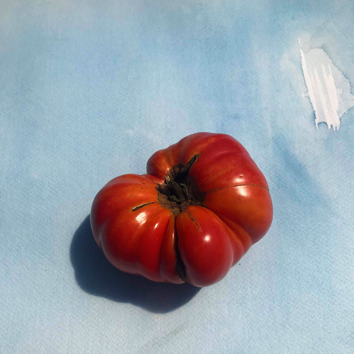 Pink Brandywine tomato from Hudson Valley Seed Co., showcasing ripe, heirloom vegetable with vibrant pink color and lush green foliage.