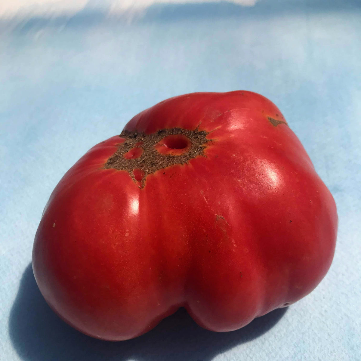 Pink Brandywine tomato from Hudson Valley Seed Co., showing ripe, large, pink heirloom vegetable on the vine.