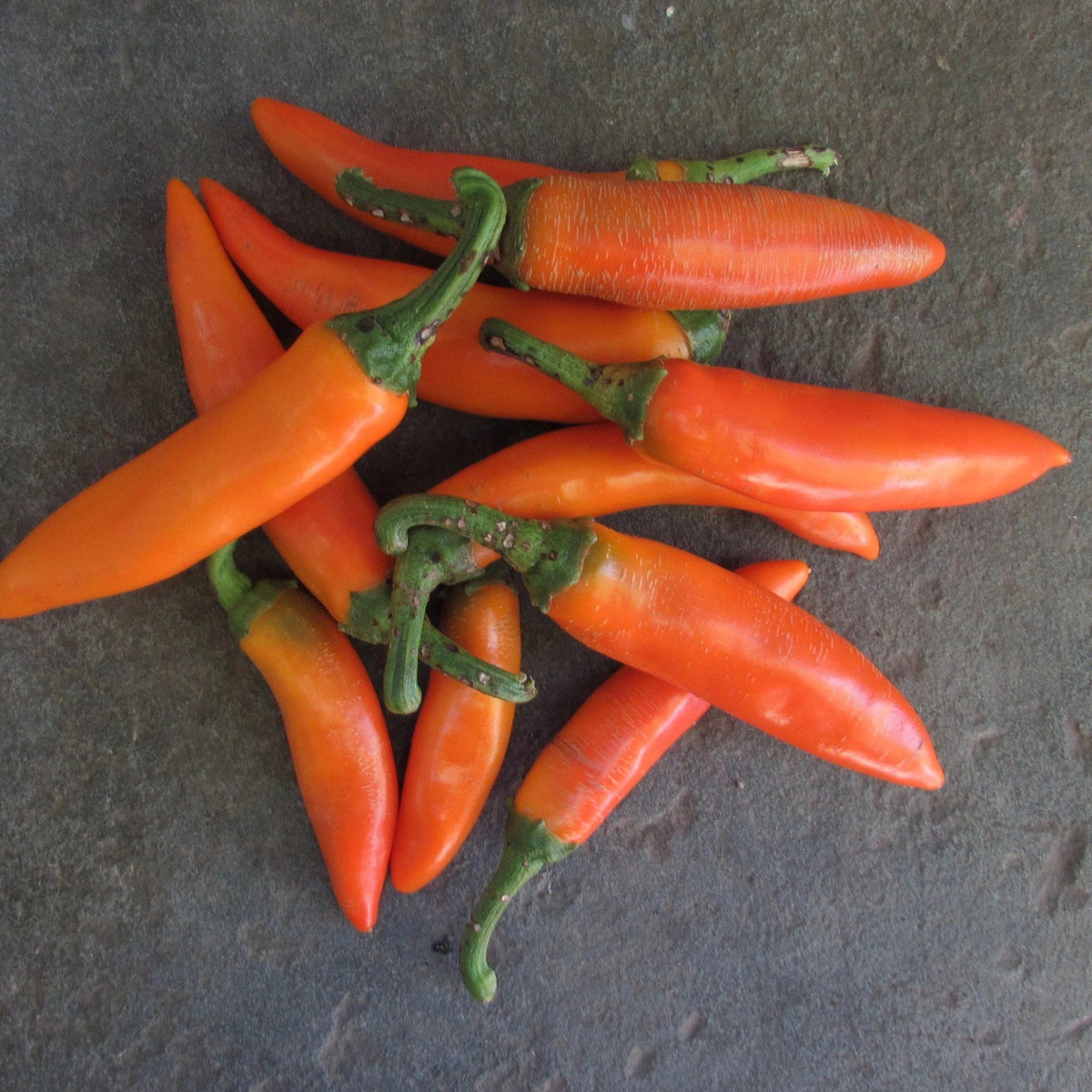 Bulgarian carrot chile pepper, orange and green vegetables from Hudson Valley Seed Co., fresh and vibrant on display.