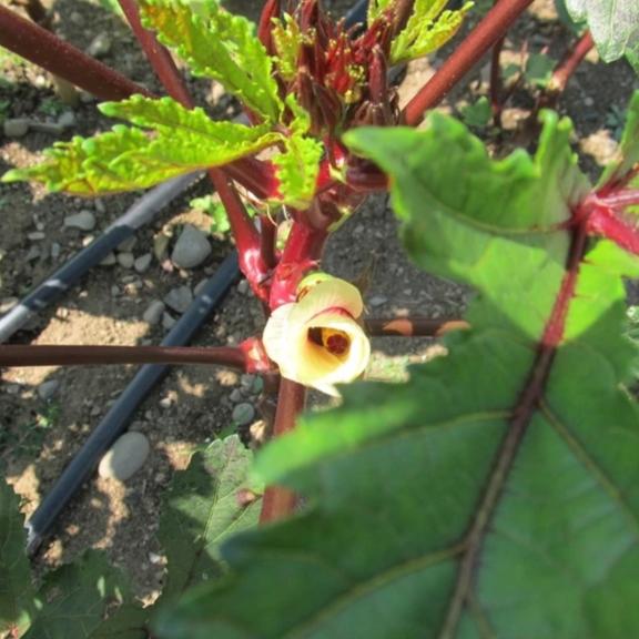 Fresh burgundy okra vegetables from Hudson Valley Seed Co. displayed on a vendor&