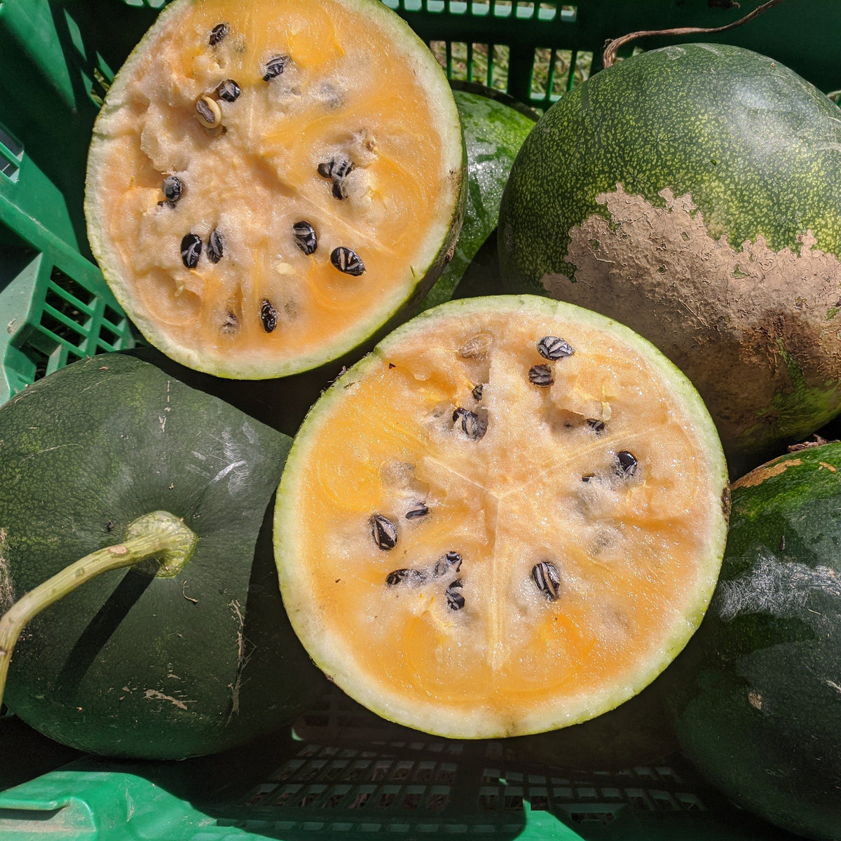 Fresh Cekirdegi Oyali watermelon from Hudson Valley Seed Co., showcasing vibrant green rind and juicy red interior.