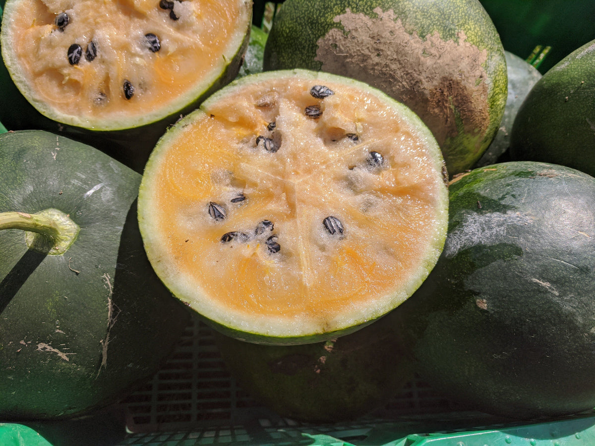 Fresh Cekirdegi Oyali Watermelon vegetable from Hudson Valley Seed Co., showing vibrant green leaves and ripe watermelon interior.