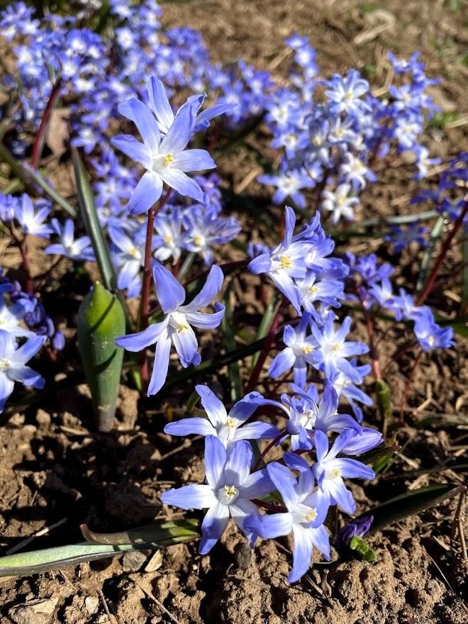 Bright Chionodoxa forbesii flowers with blue star-shaped blooms from Hudson Valley Seed Co. on a natural garden setting.