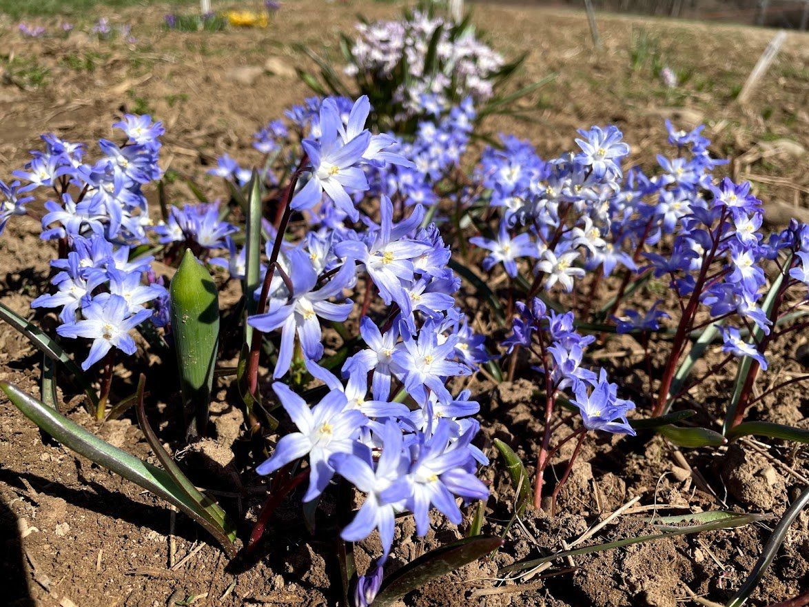 Bright Chionodoxa forbesii flowers with blue star-shaped blooms, grown by Hudson Valley Seed Co.