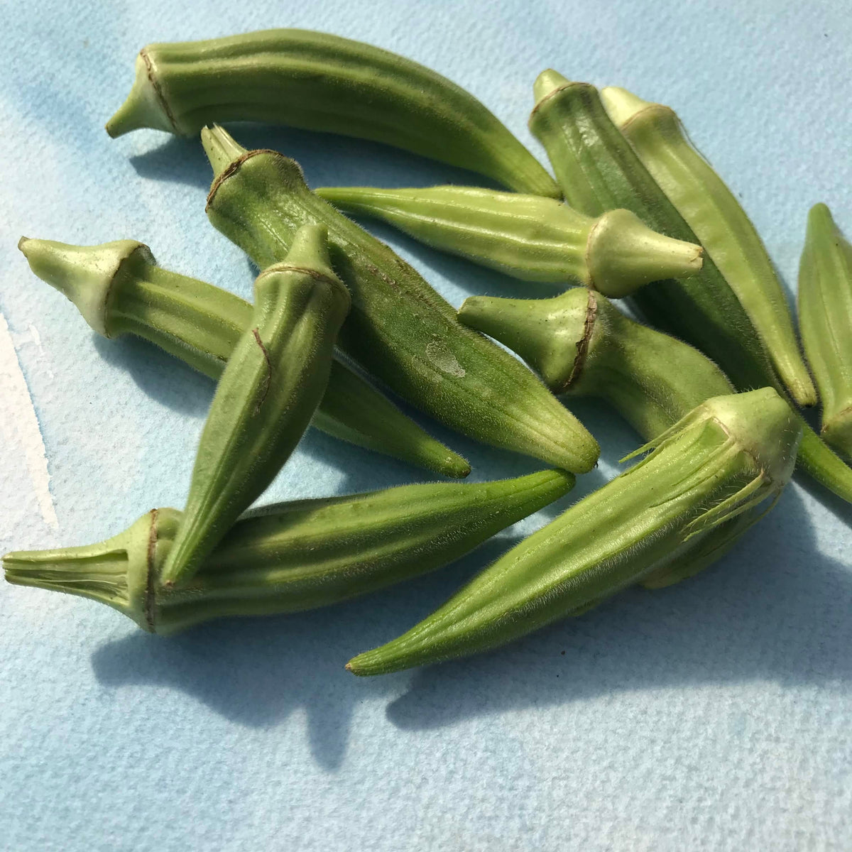 Fresh Clemson Spineless Okra vegetables from Hudson Valley Seed Co. displayed in a market vendor stand.
