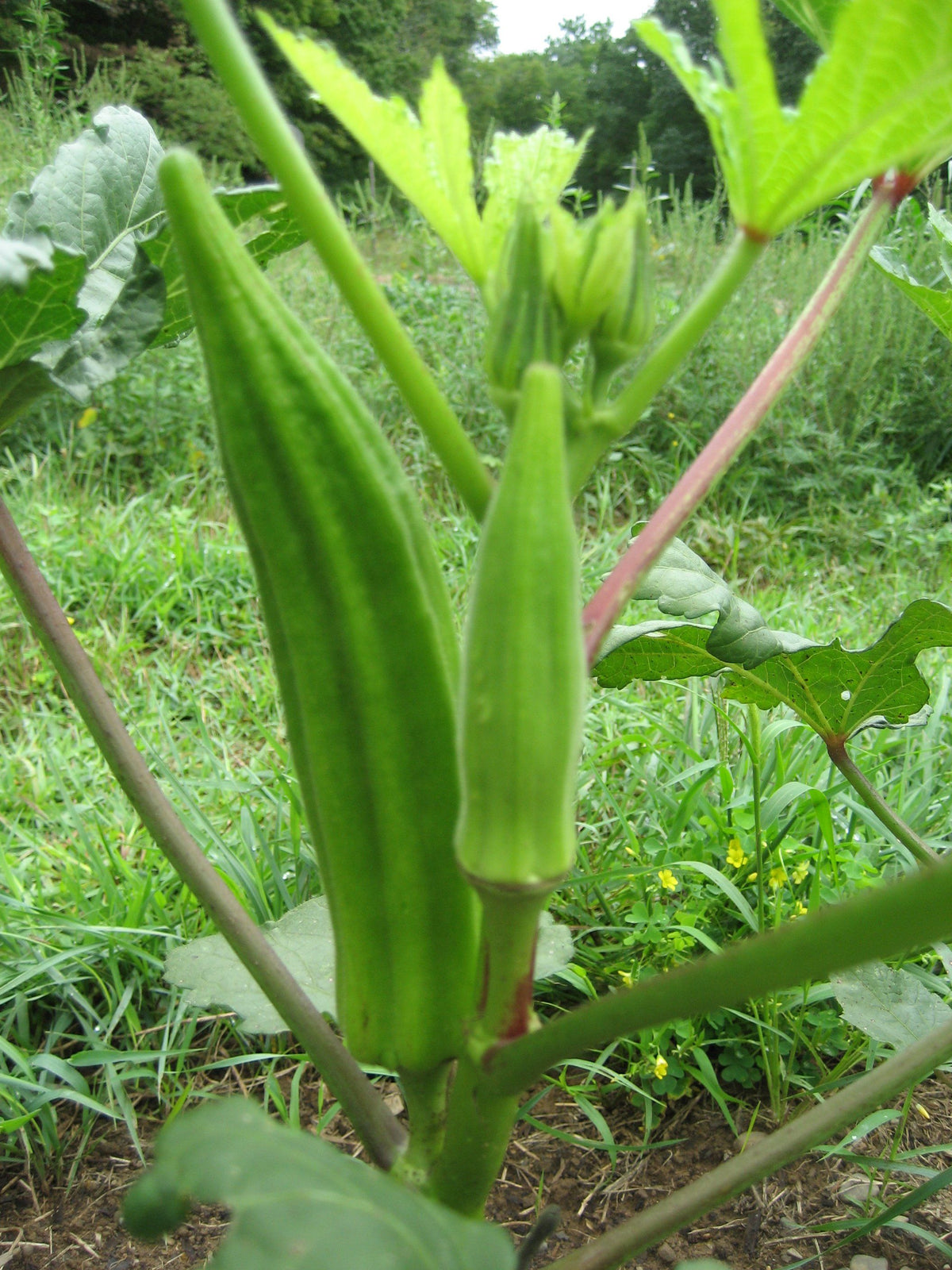Fresh Clemson Spineless Okra vegetables from Hudson Valley Seed Co., showing vibrant green pods on a rustic surface.