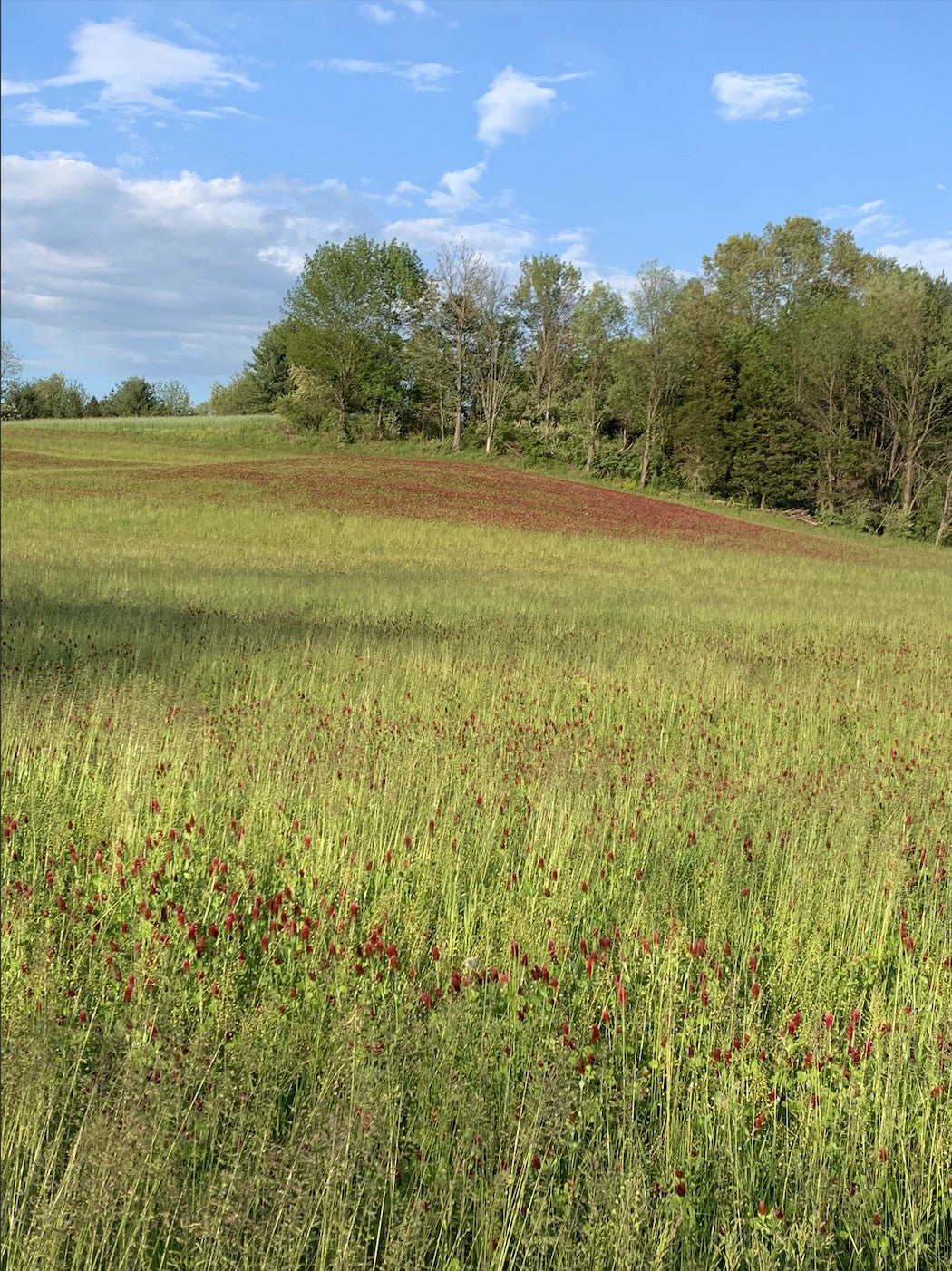 Crimson clover cover crop seed by Hudson Valley Seed Co., showing vibrant red flowering plants for soil enrichment and cover cropping.