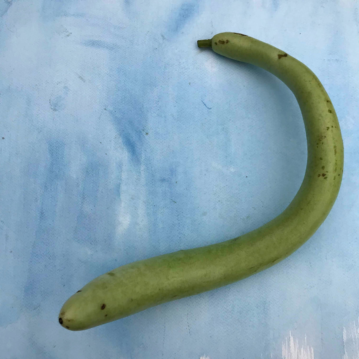 Cucuzzi gourd vegetable from Hudson Valley Seed Co., showing elongated, ridged green gourd with textured skin.