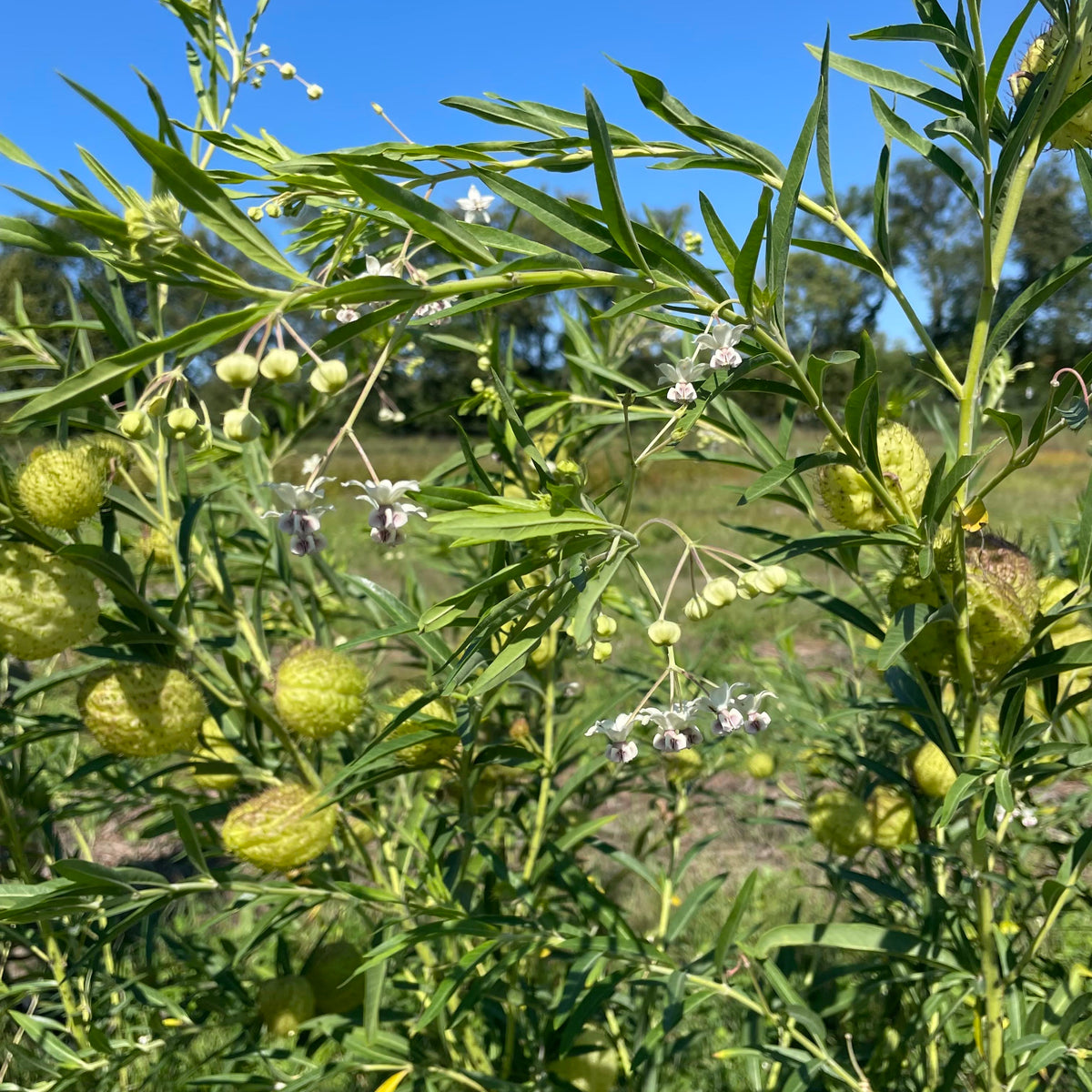 Close-up of hairy Milkweed flowers (Gomphocarpus) with soft, fuzzy buds and delicate petals showcasing natural bloom details.
