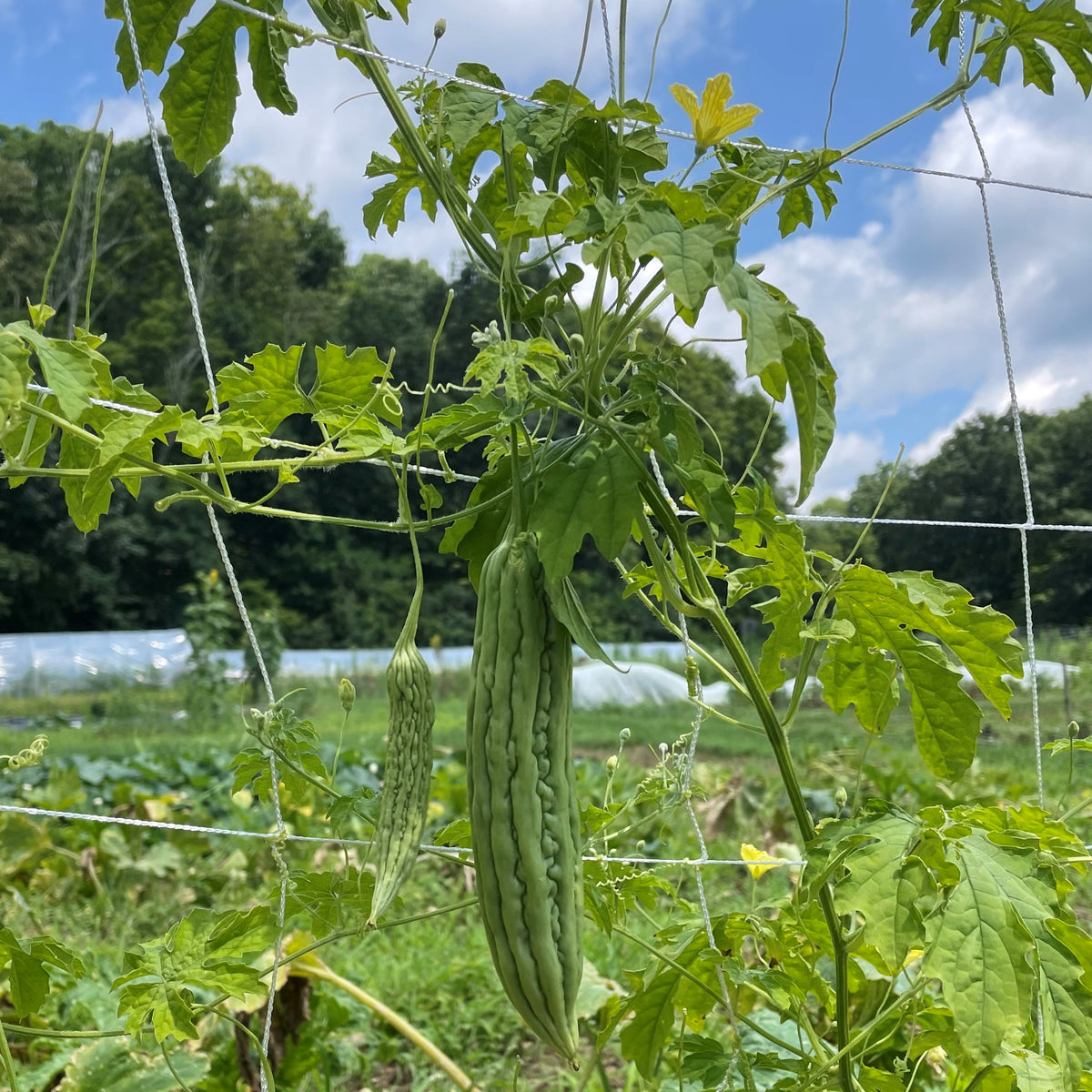 Fresh green bitter melon vegetable from Hudson Valley Seed Co., showcasing its textured, ridged skin and vibrant color.
