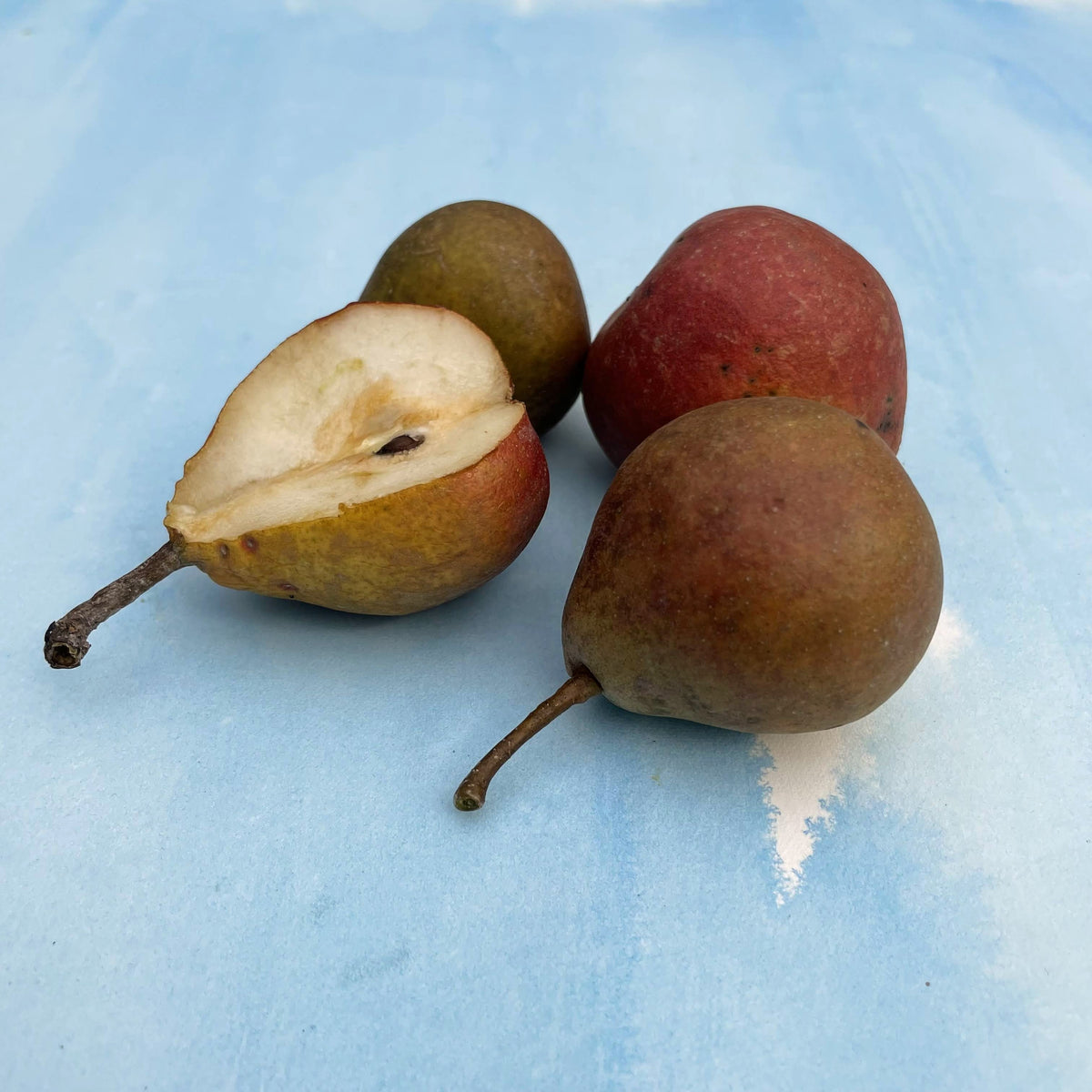 Seckel pear tree with lush green leaves and developing fruit, displayed outdoors in natural sunlight.