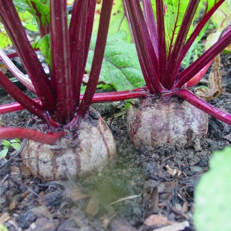Fresh Detroit Dark Red Beet from Hudson Valley Seed Co., showcasing its vibrant, deep red root and green leafy tops.