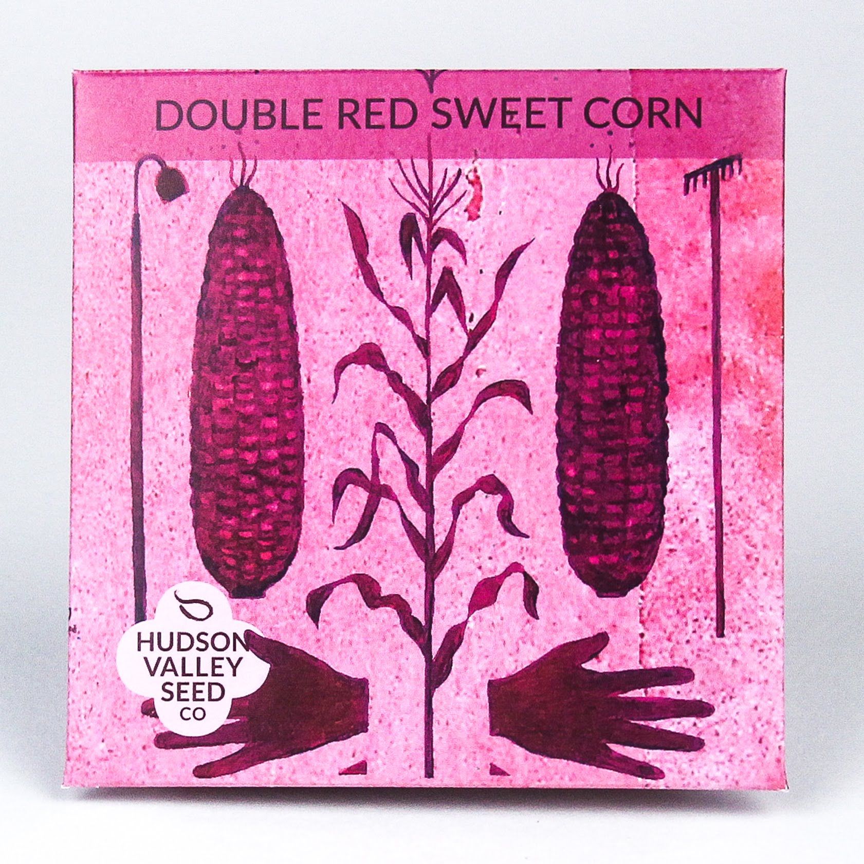 Fresh double red sweet corn from Hudson Valley Seed Co. with vibrant red and yellow kernels on a cob.