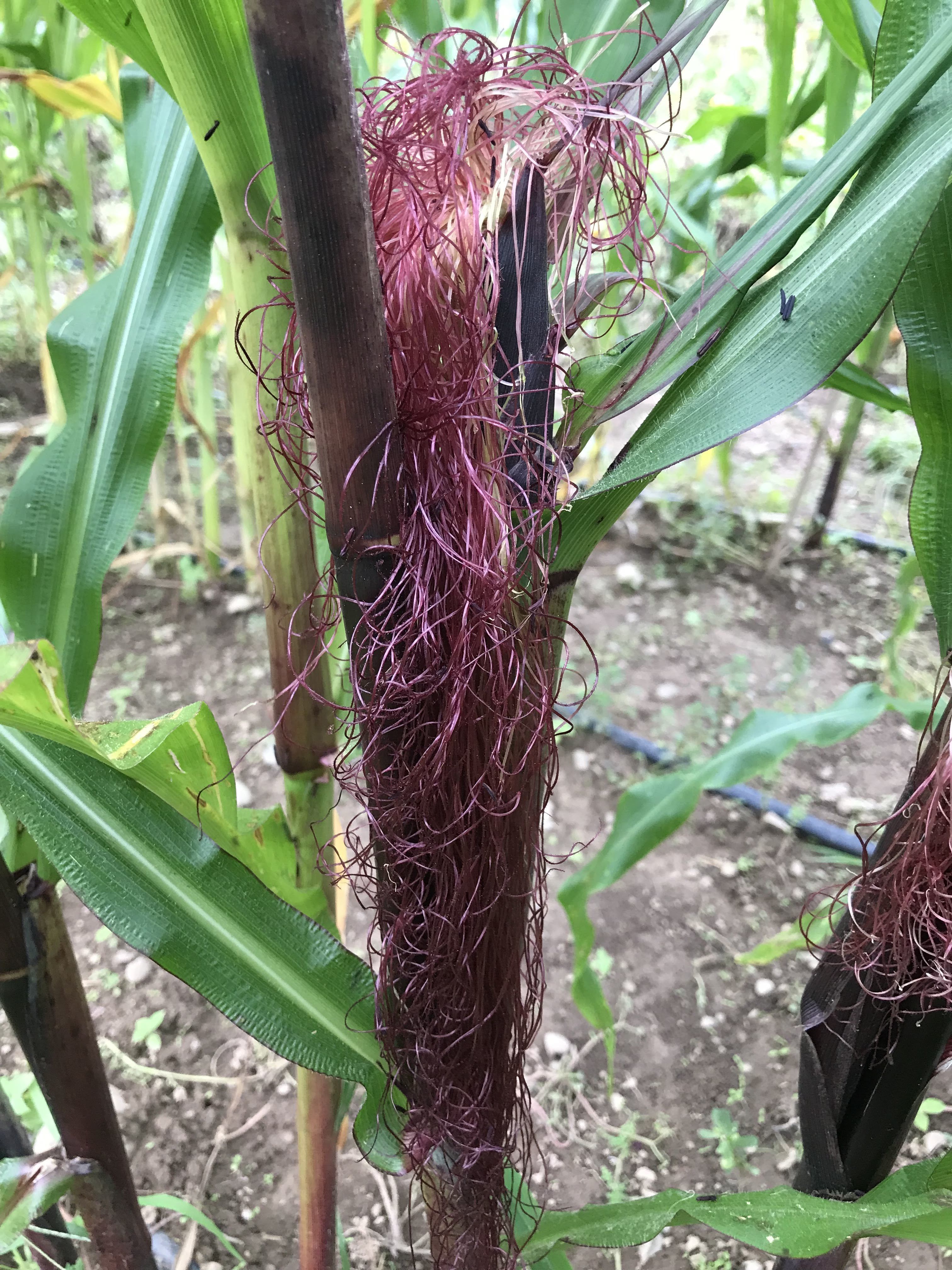 Fresh double red sweet corn from Hudson Valley Seed Co., displayed with vibrant red and yellow kernels on the cob.
