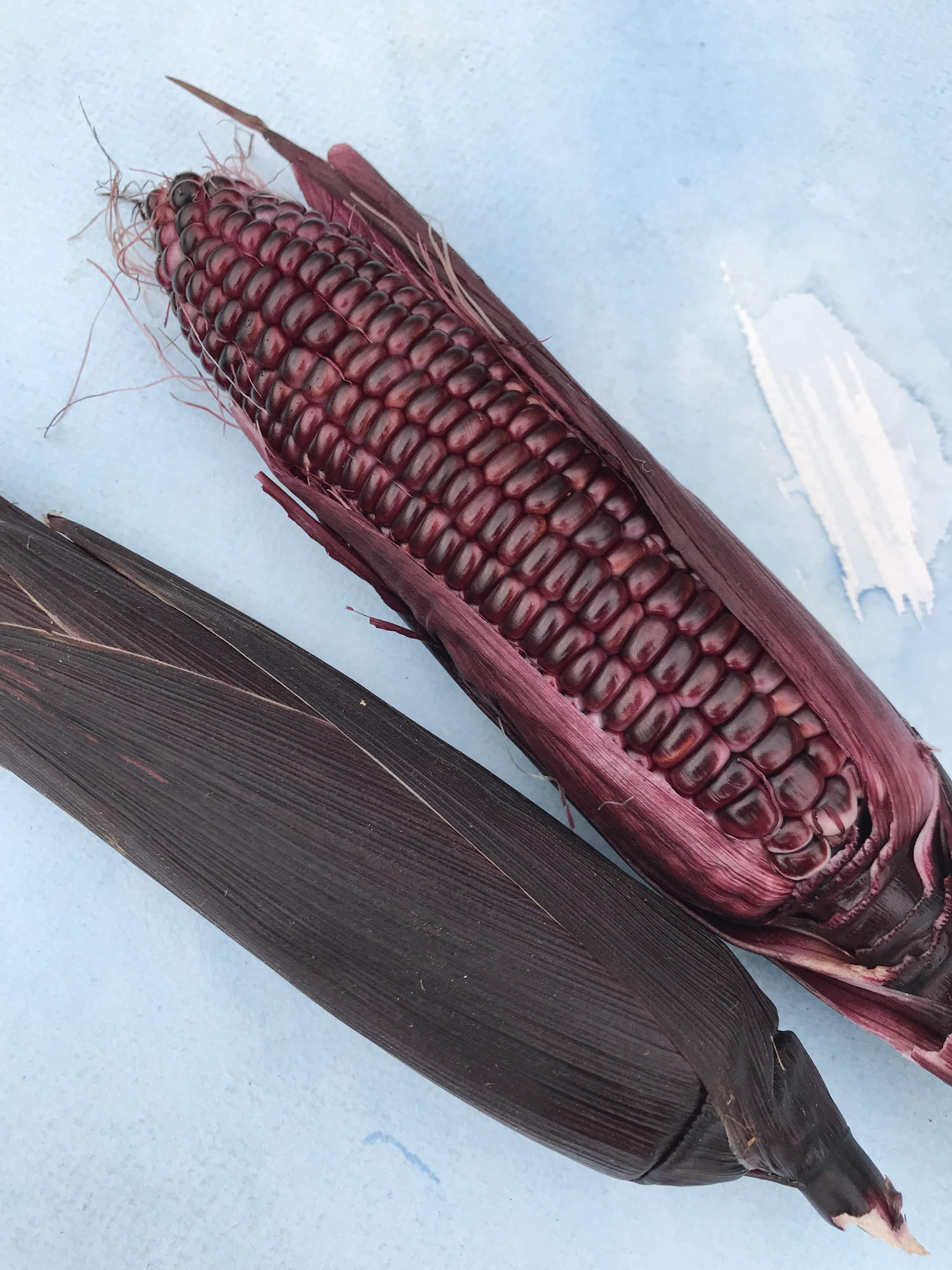 Fresh double red sweet corn from Hudson Valley Seed Co., showing vibrant red and yellow kernels on the cob.