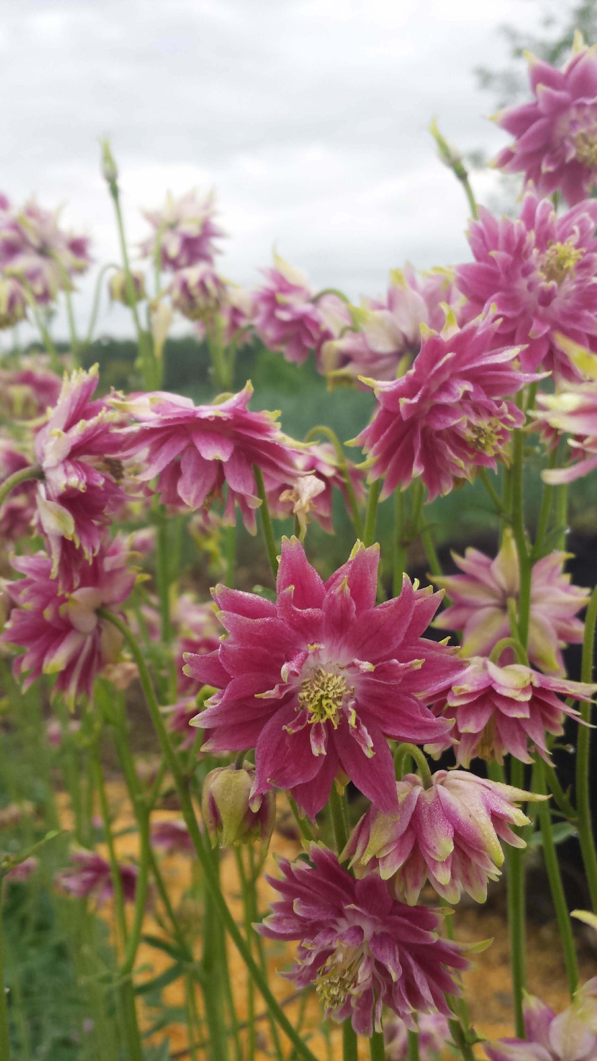 Bright double take columbine flowers with vibrant purple and white petals, from Hudson Valley Seed Co., in full bloom.