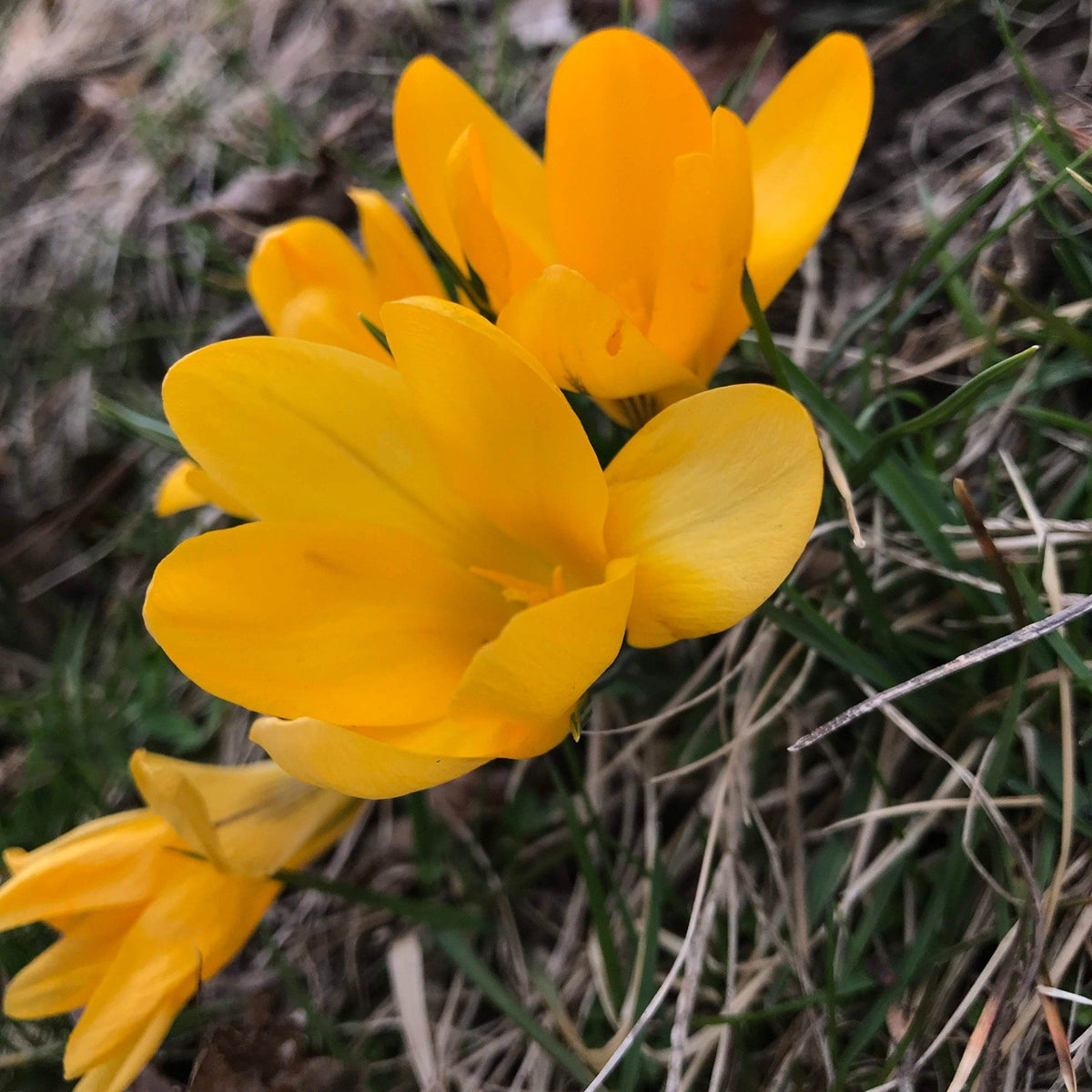 Large yellow flowering crocus from Hudson Valley Seed Co., showcasing vibrant golden yellow blossoms in a natural garden setting.