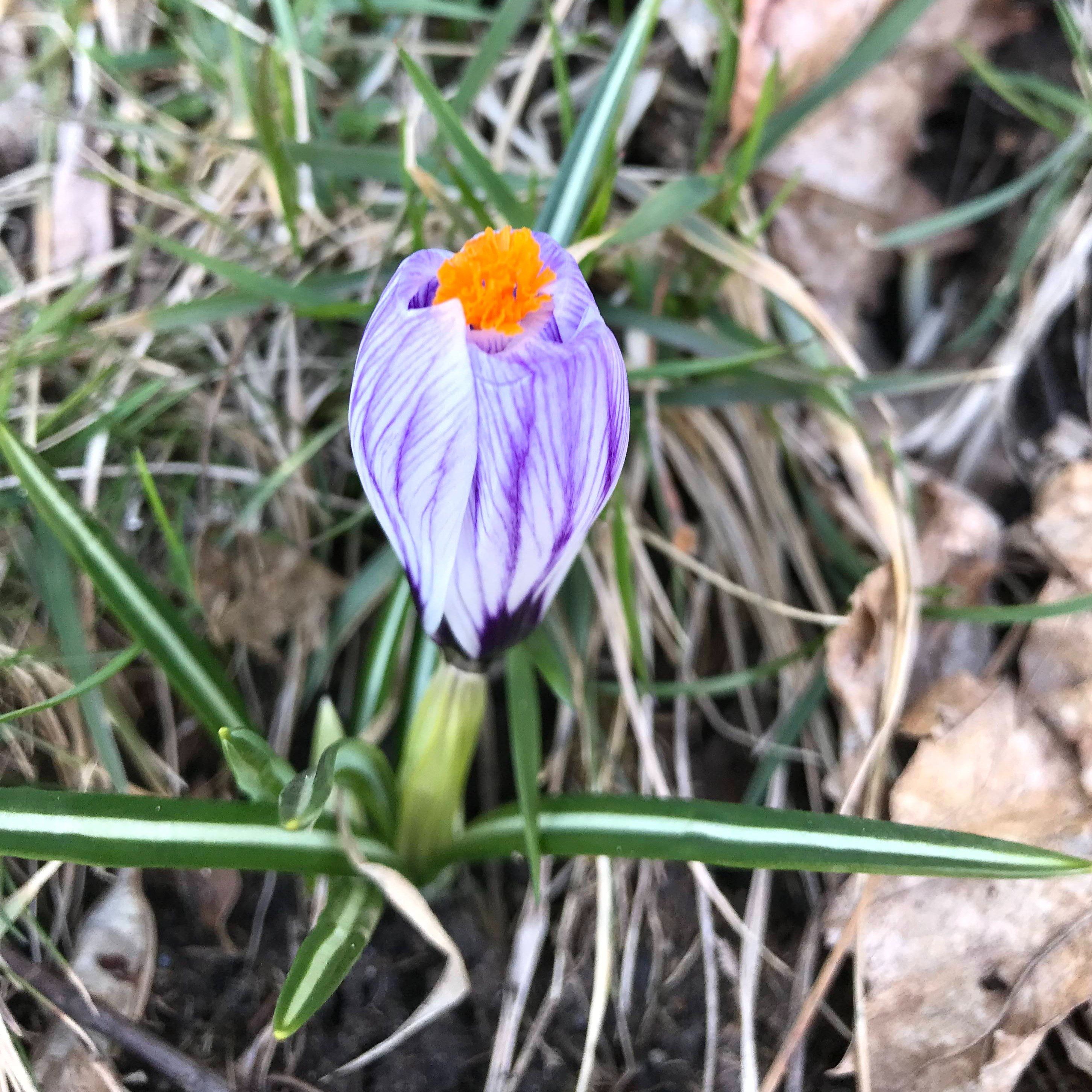 Dutch Large Flowering Crocus "Pickwick" vendor-unknown