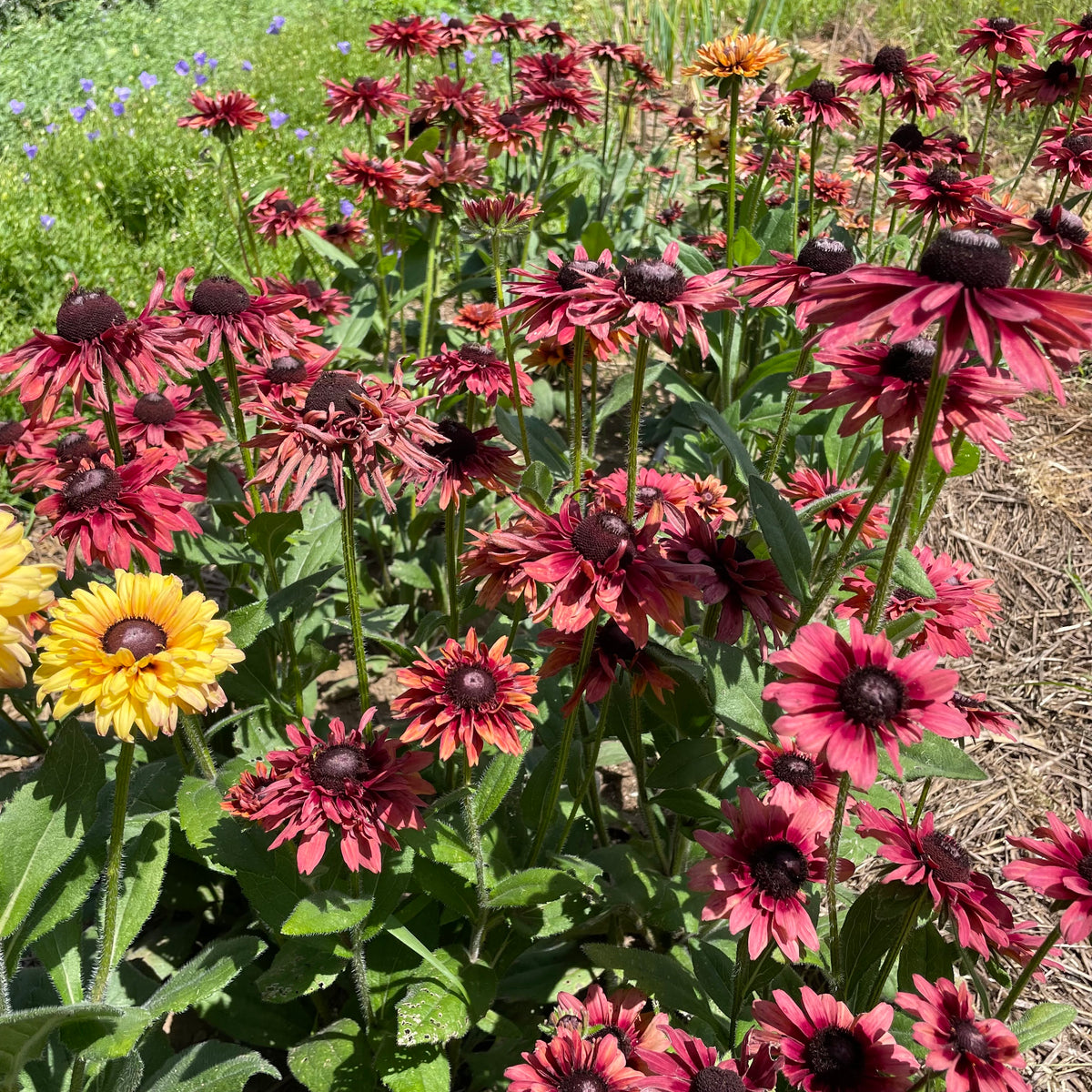 Close-up of Caramel Mix Rudbeckia flowers with vibrant orange and yellow petals, showcasing their bright, cheerful blooms.