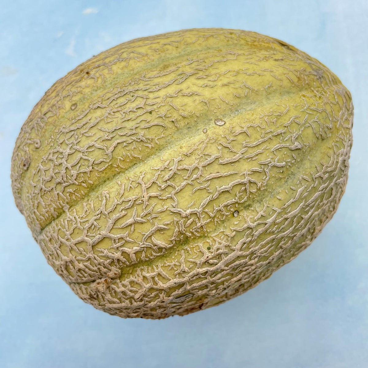 Fresh Pride of Wisconsin melon vegetable, showcasing the vibrant, ripe orange flesh and green rind on a white background.