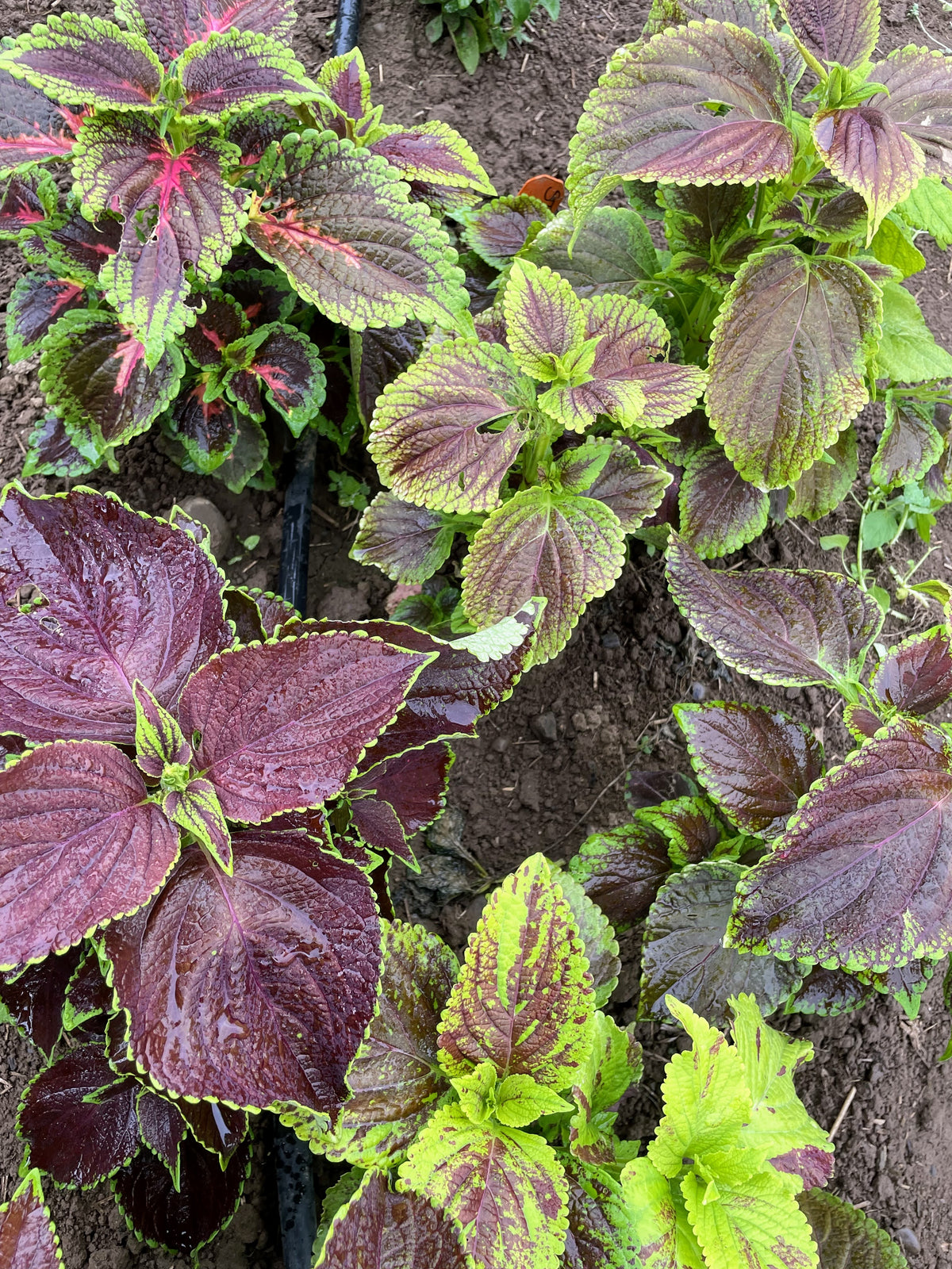 Colorful Rainbow Mix Coleus flowers from Hudson Valley Seed Co. showcasing vibrant, variegated foliage in a garden setting.